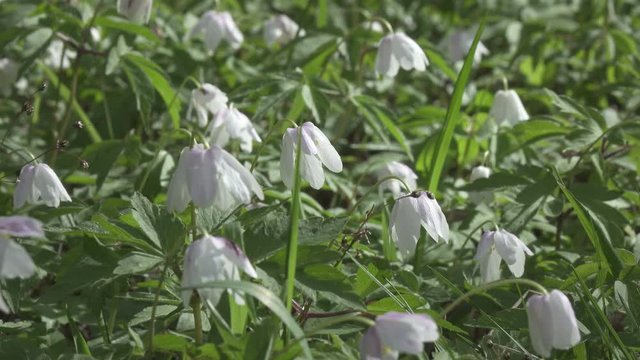 forest glade with white snowdrops in the early spring,A beautiful snowdrop flower dangles from the storn to the side and beyond the wind. view of the formation of a snowdrop in forest.