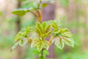 Young green leaves