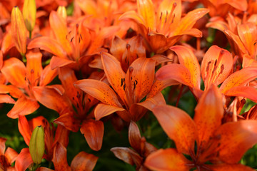 Fototapeta na wymiar Orenge lily flowers on the flowerbed.