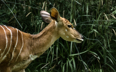 deer, tier, wild lebende tiere, natur, säugetier, antilope, 