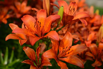 Orenge lily flowers on the flowerbed.