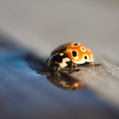 Ladybird drinks water. Macro photography