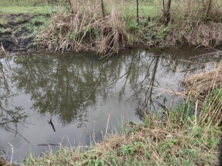 A small lake with gray water. Around yellow dry reeds and plants with green leaves. Reflections of trees in water.