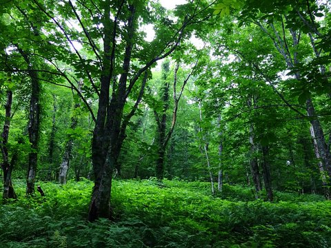 Idyllic Shot Of Lush Green Forest