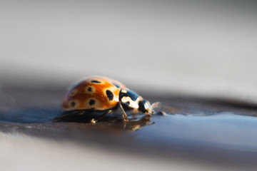 Ladybird drinks water. Macro photography