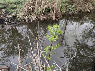 A small lake with gray water. Around yellow dry reeds and plants with green leaves.