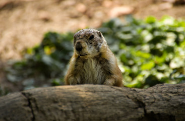 tier, säugetier, erdmännchen, nager, wild lebende tiere, hübsch, wild,