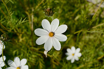 Fototapeta na wymiar White flower on green grass. Alone flower under sunset
