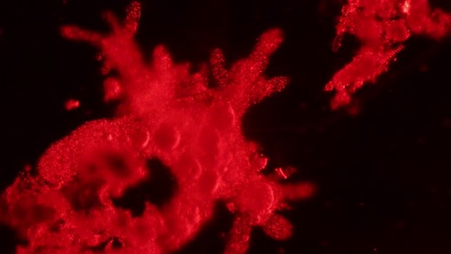Amoebae move and feed by using pseudopods, which are bulges of cytoplasm formed by the coordinated action of actin microfilaments pushing out the plasma membrane that surrounds the cell.
