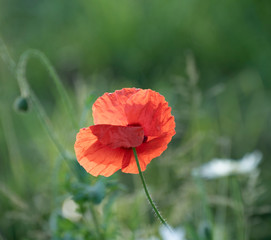 Coquelicots dans la lumière matinale