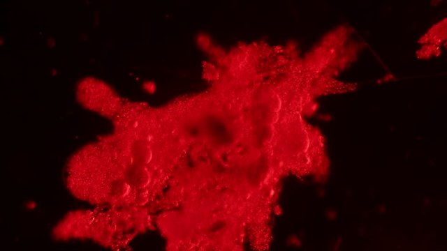 Amoebae move and feed by using pseudopods, which are bulges of cytoplasm formed by the coordinated action of actin microfilaments pushing out the plasma membrane that surrounds the cell.
