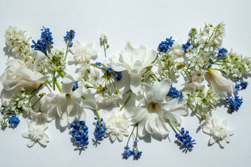 Pattern with white magnolia, bellis perennis, myositis, pulsatilla parents, muscari, bird cherry, primrose, anemone flowers on the white background © Sergey + Marina