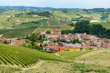 Vineyards of Barolo and Alba Langhe Piedmont Italy during spring season.