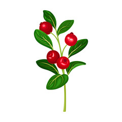 Lingonberry Branch with Oval Leaves Bearing Edible Red Fruit Vector Illustration