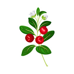 Green Branch of Lingonberry or Mountain Cranberry with Oval Leaves and Blooming Flowers Bearing Edible Red Fruit Vector Illustration