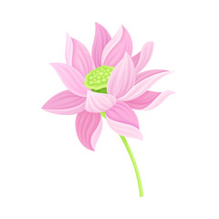 Open Tender Lotus Flower Bud on Leaf Stalk Vector Illustration