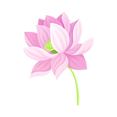Open Tender Lotus Flower Bud on Leaf Stalk Vector Illustration