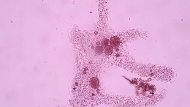 Amoebae move and feed by using pseudopods, which are bulges of cytoplasm formed by the coordinated action of actin microfilaments pushing out the plasma membrane that surrounds the cell.
