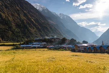Crédence de cuisine en verre imprimé Manaslu Barley rice paddy in Lho village in Manaslu circuit trekking route, Himalaya mountains range in Nepal