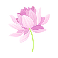 Open Tender Lotus Flower Bud on Leaf Stalk Vector Illustration