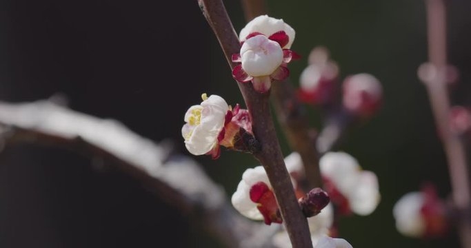 Spring flowers. On a sunny day, bee pollinate apricot flowers on an apricot tree.