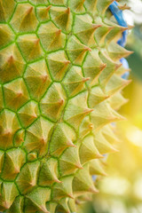 Fototapeta premium Tropical fruit durians on the durian tree in durian orchard.