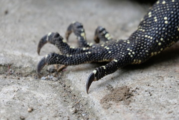 details of monitor lizard claw, also known as varanus salvator