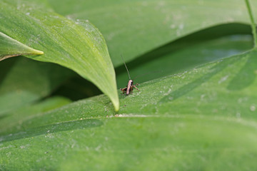 Grashüpfer