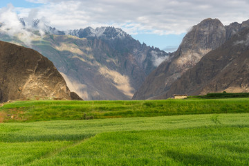 Rice paddy in summer season in Askole village, K2 base camp trekking route in Karakoram mountains...
