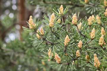 Selective focus. Male pine cones (Pinus sylvestris). Pine pollen is a strong allergen.