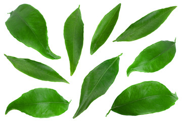 Clementine leaf on white