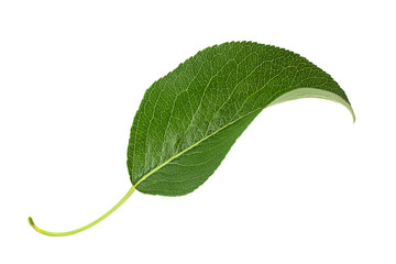 Pear leaf closeup