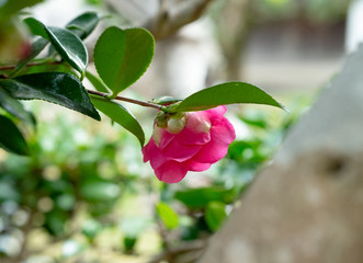 camellia