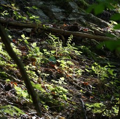Waldboden