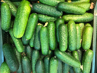 Green cucumbers on shelf in supermarket. Organic eating. Agriculture retailer. Farmer's food.
