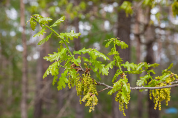 Blooming oak 