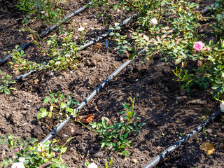 Drop watering when growing bushes with rose flowers