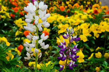 colorful spring flowers