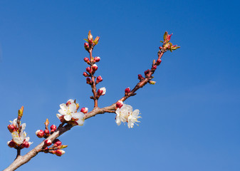 on a gradient blue background a branch of a blossoming apricot tree