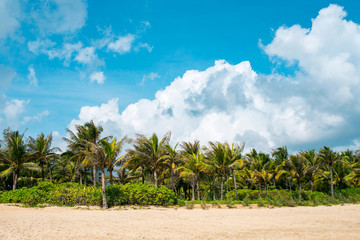 Naklejka premium Beautiful coast with rows of coconut trees on the background of an amazing blue sky with beautiful clouds.