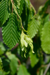 Weeping hornbeam