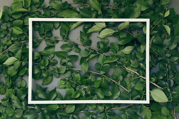 Abstract composition with green leaves and white frame.