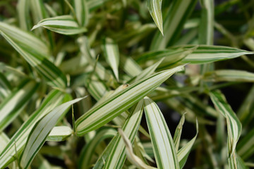 Dwarf white-striped bamboo