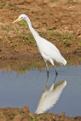 Fototapeta premium Intermediate Egret (Ardea intermedia), Uda Walawe National Park, Sri Lanka.