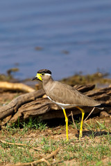 Yellow-wattled Lapwing (Vanellus malabaricus), Uda Walawe National Park, Sri Lanka.