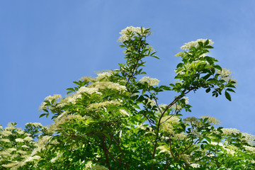 Black Elder