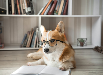 Corgi dog in glasses lying reading a book in a light room