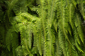 Ferns in he Forest