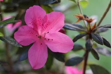 Azalea rosada 