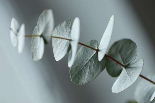 Eucalyptus wallpaper